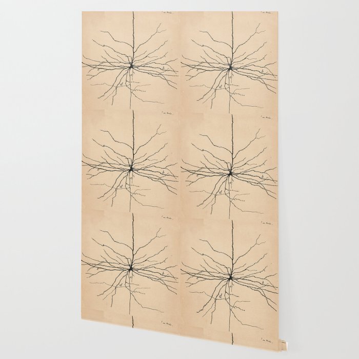 Santiago Ramon y Cajal Pyramida Neuron Drawing 1904 Wallpaper Gallery Image 2