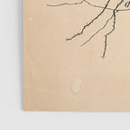 Santiago Ramon y Cajal Pyramida Neuron Drawing 1904 Poster Gallery Image 3