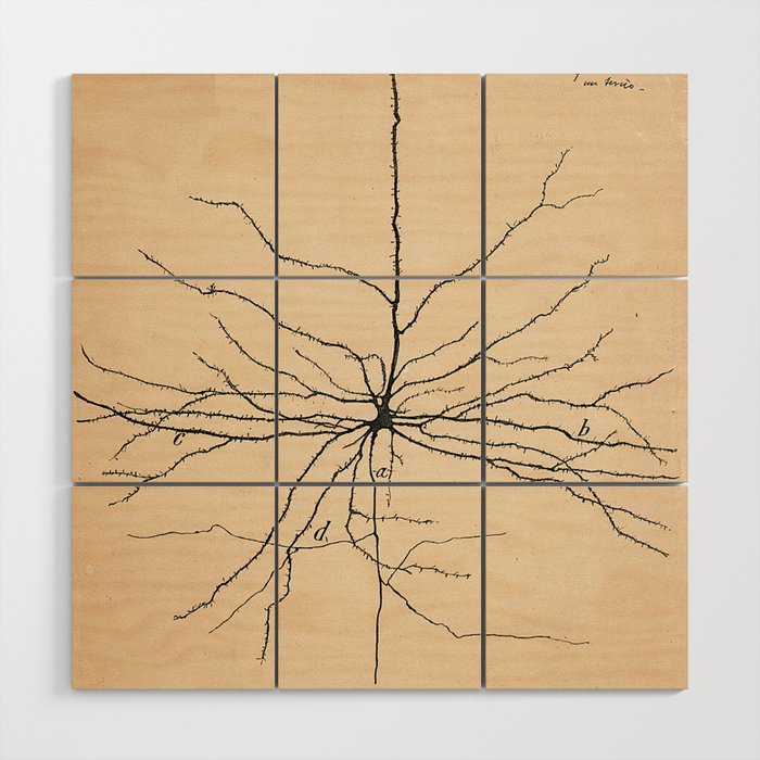 Santiago Ramon y Cajal Pyramida Neuron Drawing 1904 Wood Wall Art Gallery Image 1