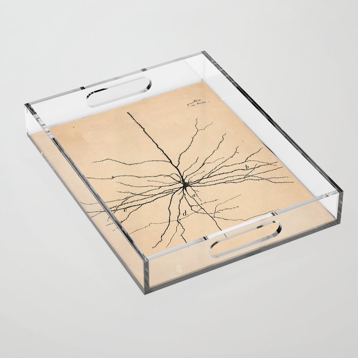 Santiago Ramon y Cajal Pyramida Neuron Drawing 1904 Acrylic Tray Gallery Image 1