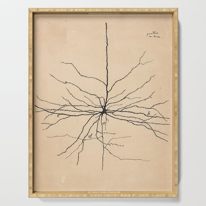 Santiago Ramon y Cajal Pyramida Neuron Drawing 1904 Serving Tray Gallery Image 1