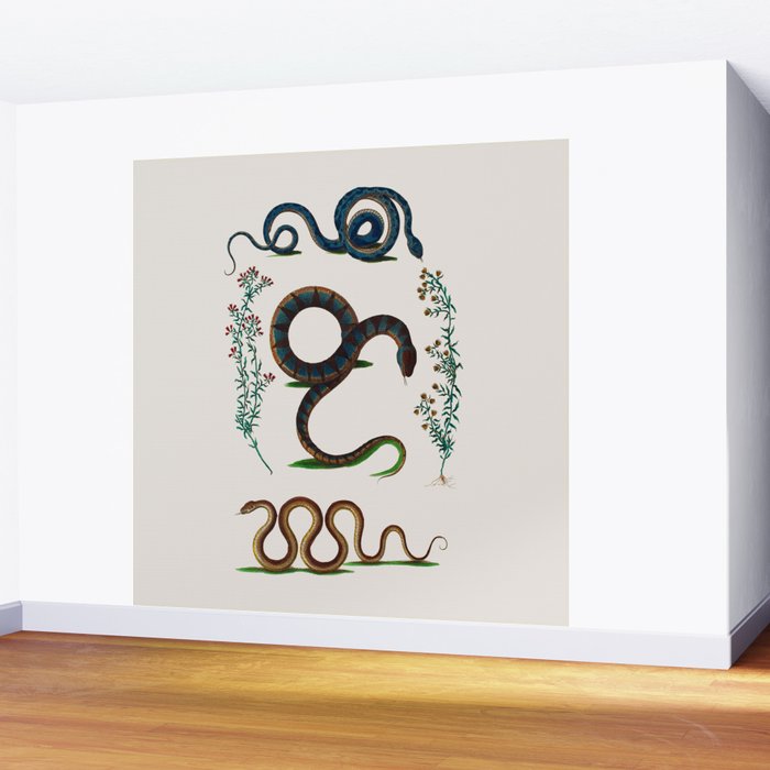 Albertus Seba Three Snakes And Floral Vines  Wall Mural Gallery Image 2