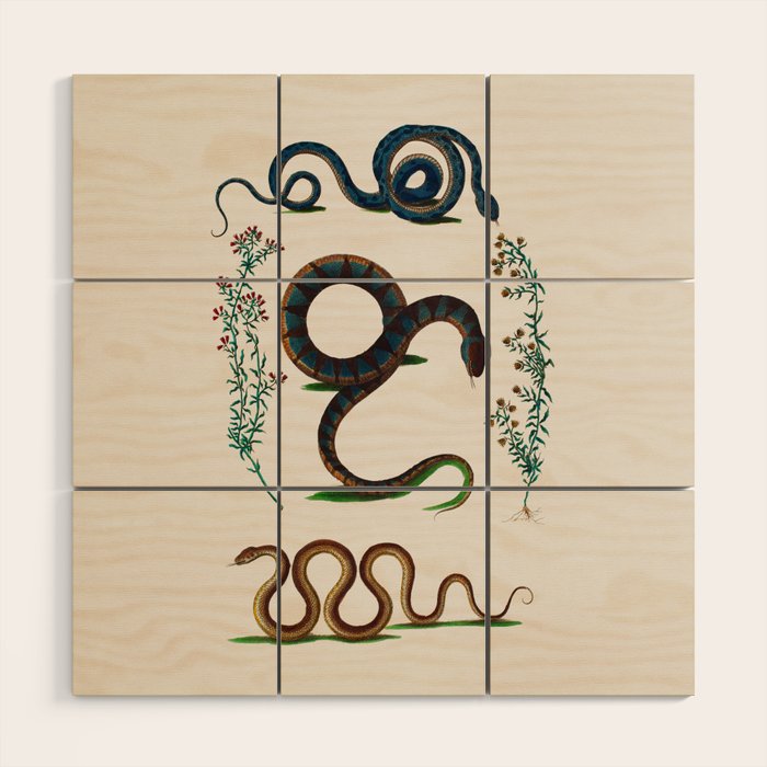 Albertus Seba Three Snakes And Floral Vines  Wood Wall Art Gallery Image 1