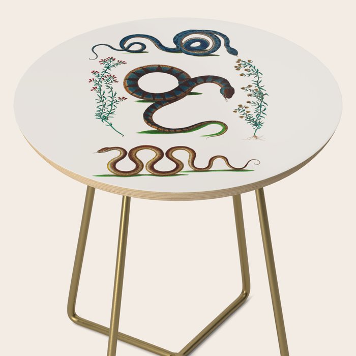 Albertus Seba Three Snakes And Floral Vines  Side Table Gallery Image 2