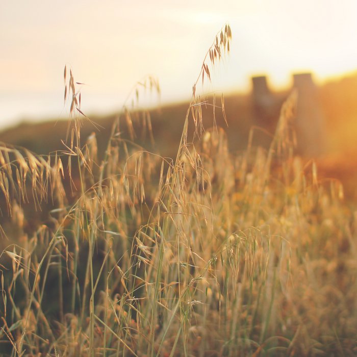 Golden - Beach vegetation at sunset - Botanic, nature and golden light Coffee Mug Gallery Image 2