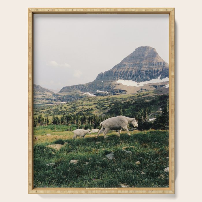 Montana Mountain Goat Family Serving Tray Gallery Image 1