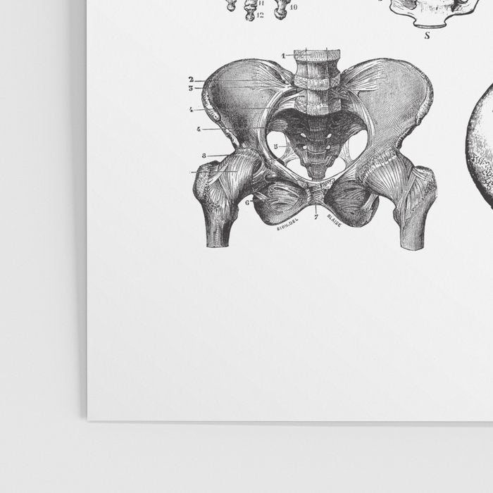 Human Anatomy Poster Gallery Image 3