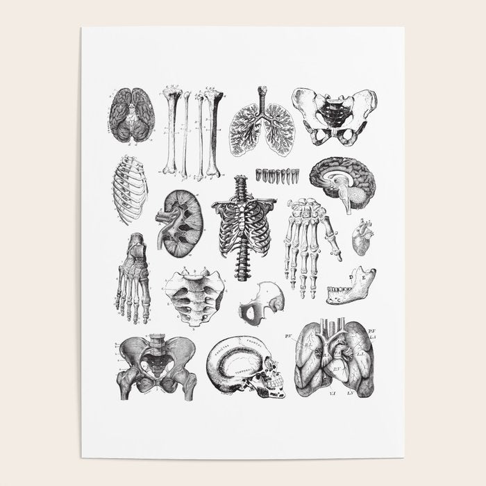 Human Anatomy Poster Gallery Image 4