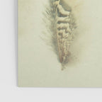The Feather Collection Poster Gallery Image 3