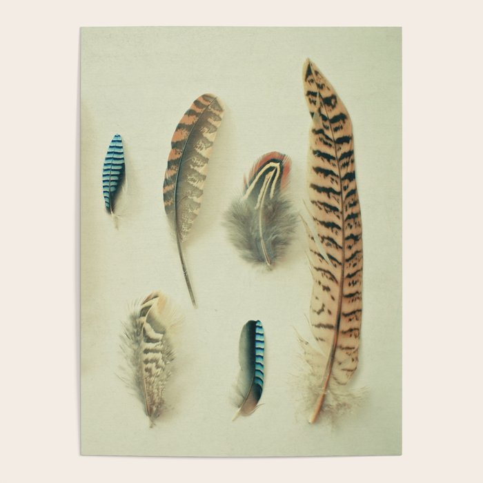 The Feather Collection Poster Gallery Image 4