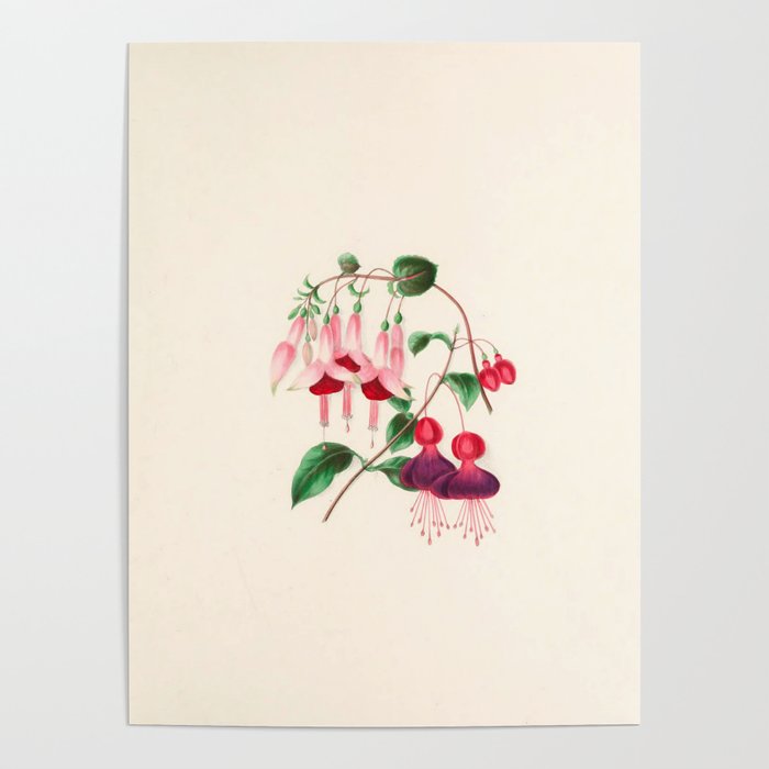  Fuchsia from "Floral Belles" by Clarissa Munger Badger, 1866 (benefitting The Nature Conservancy) Poster Gallery Image 4