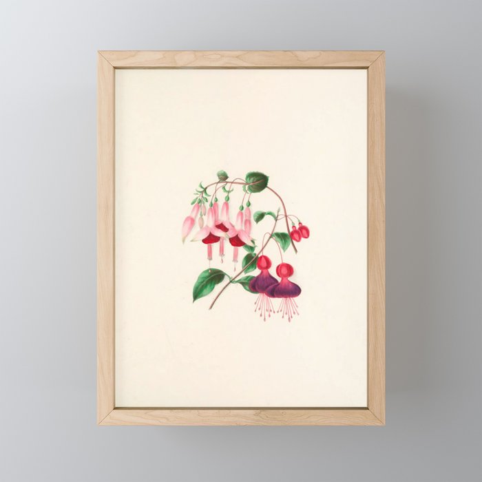  Fuchsia from "Floral Belles" by Clarissa Munger Badger, 1866 (benefitting The Nature Conservancy) Mini Art Print Gallery Image 1