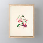  Fuchsia from "Floral Belles" by Clarissa Munger Badger, 1866 (benefitting The Nature Conservancy) Mini Art Print Gallery Image 1
