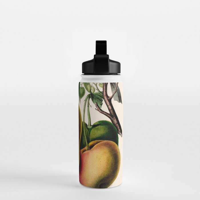 Mango from "Flore dâAmÃ©rique" by Ãtienne Denisse, 1840s Water Bottle Gallery Image 2