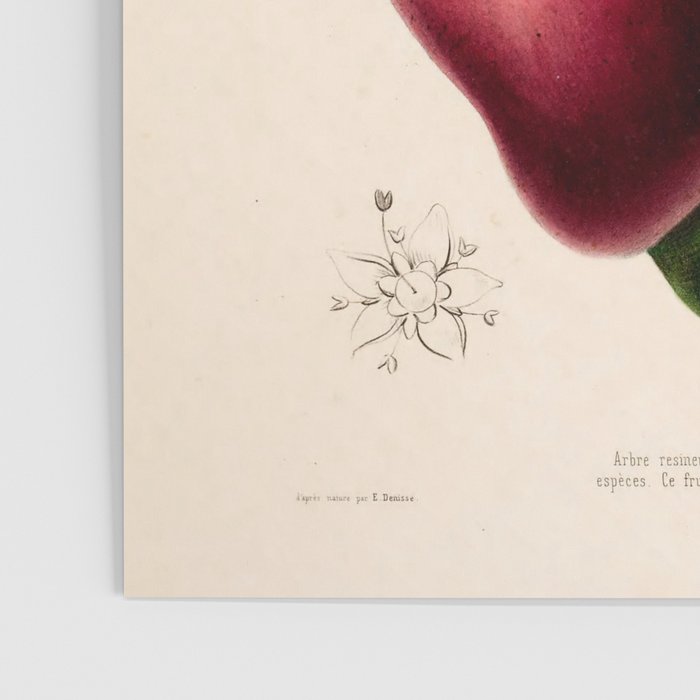 Mango from "Flore dâAmÃ©rique" by Ãtienne Denisse, 1840s Poster Gallery Image 3