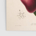 Mango from "Flore dâAmÃ©rique" by Ãtienne Denisse, 1840s Poster Gallery Image 3
