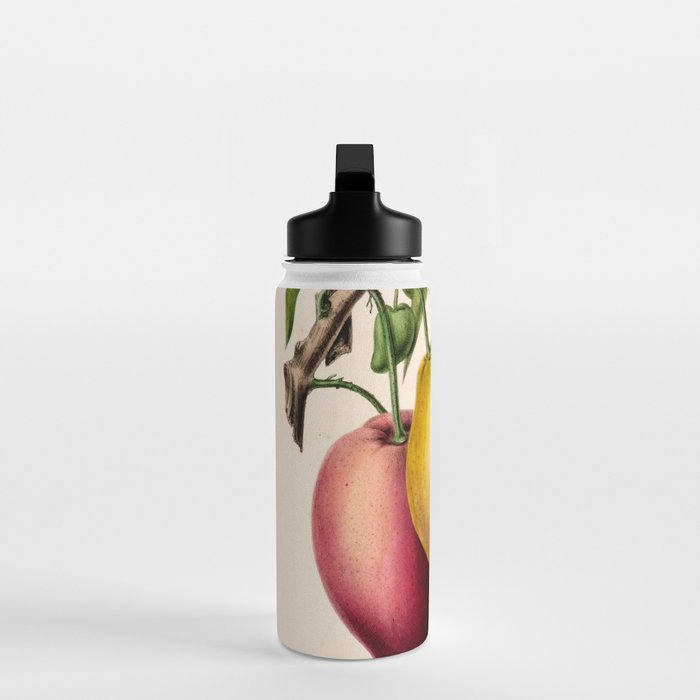 Mango from "Flore dâAmÃ©rique" by Ãtienne Denisse, 1840s Water Bottle Gallery Image 3