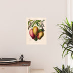 Mango from "Flore dâAmÃ©rique" by Ãtienne Denisse, 1840s Poster Gallery Image 2