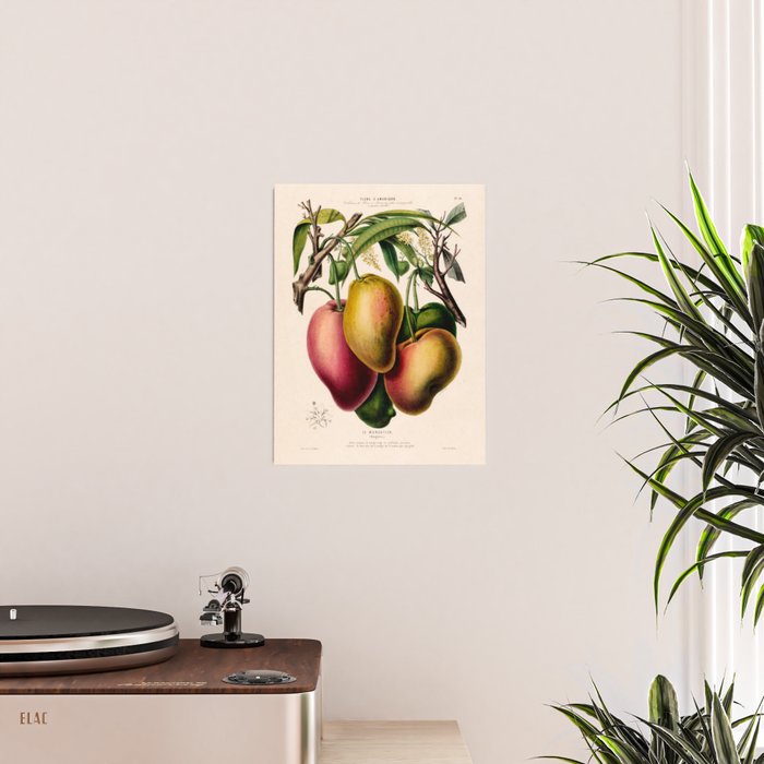 Mango from "Flore dâAmÃ©rique" by Ãtienne Denisse, 1840s Poster Gallery Image 2