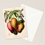 Mango from "Flore dâAmÃ©rique" by Ãtienne Denisse, 1840s Stationery Card Gallery Image 2