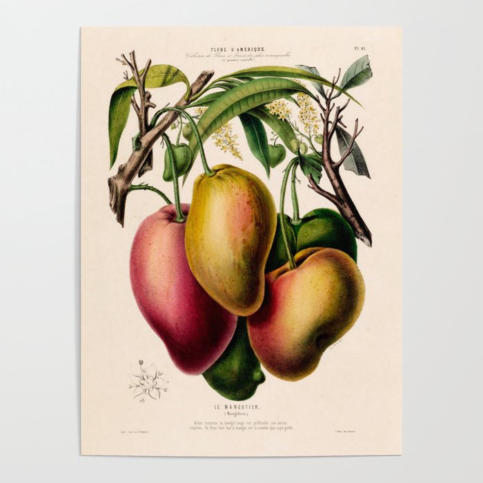 Mango from "Flore dâAmÃ©rique" by Ãtienne Denisse, 1840s Poster Gallery Image 1