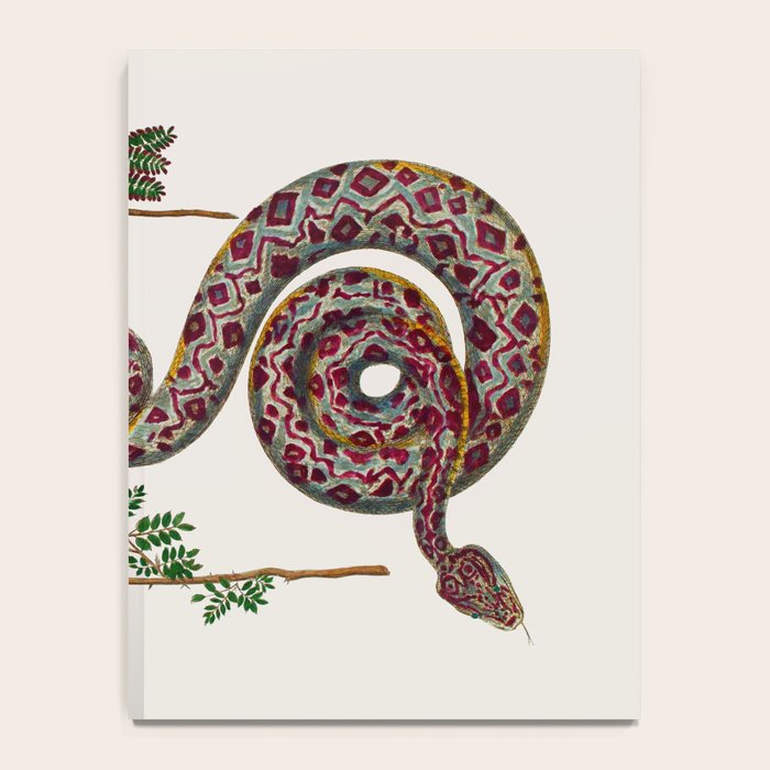 Mimosa Snake Seba Albertus Notebook Gallery Image 4