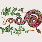 Mimosa Snake Seba Albertus Coffee Mug Gallery Image 2