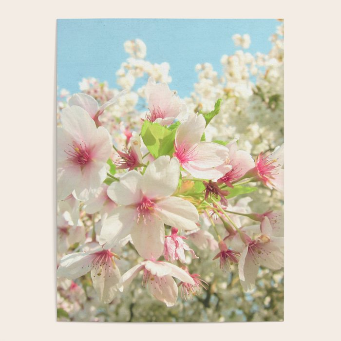 Spring Blossom Poster Gallery Image 4