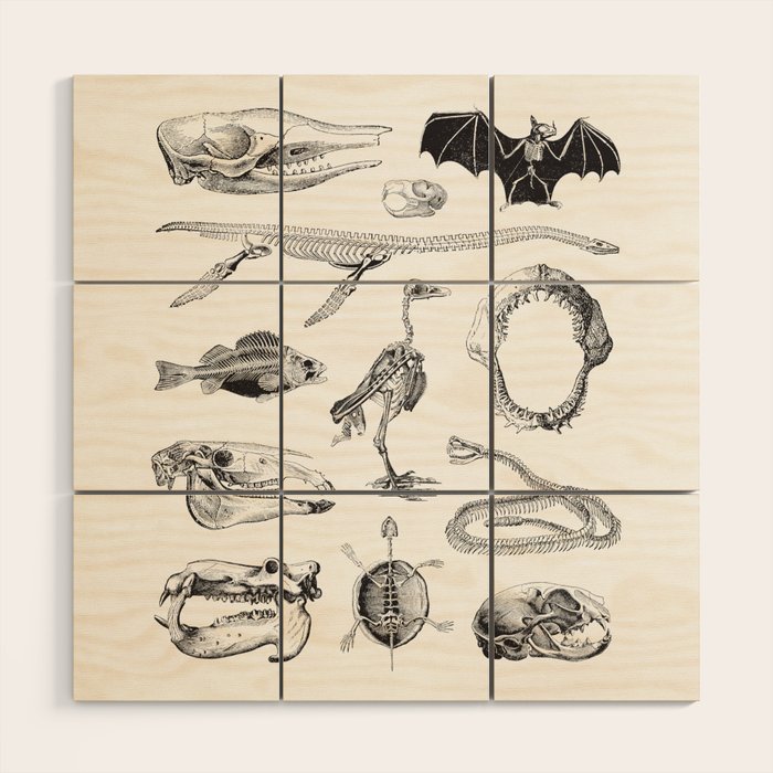 Animal Bones Wood Wall Art Gallery Image 1