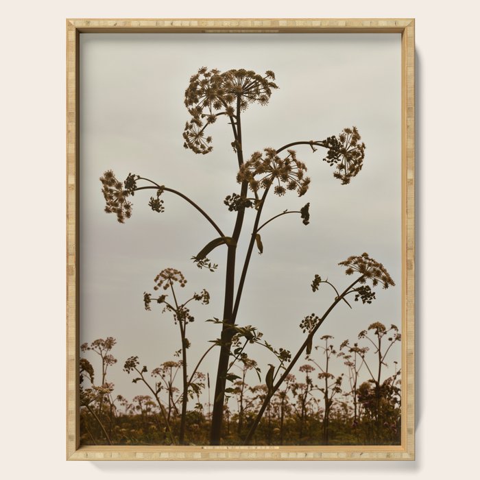 Pirouette x wildflower botanical photograph Serving Tray Gallery Image 1