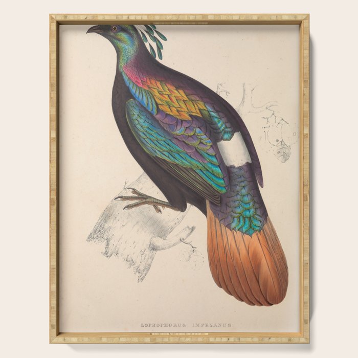 Himalayan monal by Elizabeth Gould from "A Century of Birds from the Himalaya Mountains," 1831 Serving Tray Gallery Image 1