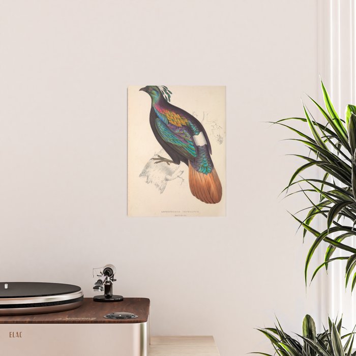 Himalayan monal by Elizabeth Gould from "A Century of Birds from the Himalaya Mountains," 1831 Poster Gallery Image 2