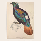 Himalayan monal by Elizabeth Gould from "A Century of Birds from the Himalaya Mountains," 1831 Poster Gallery Image 4