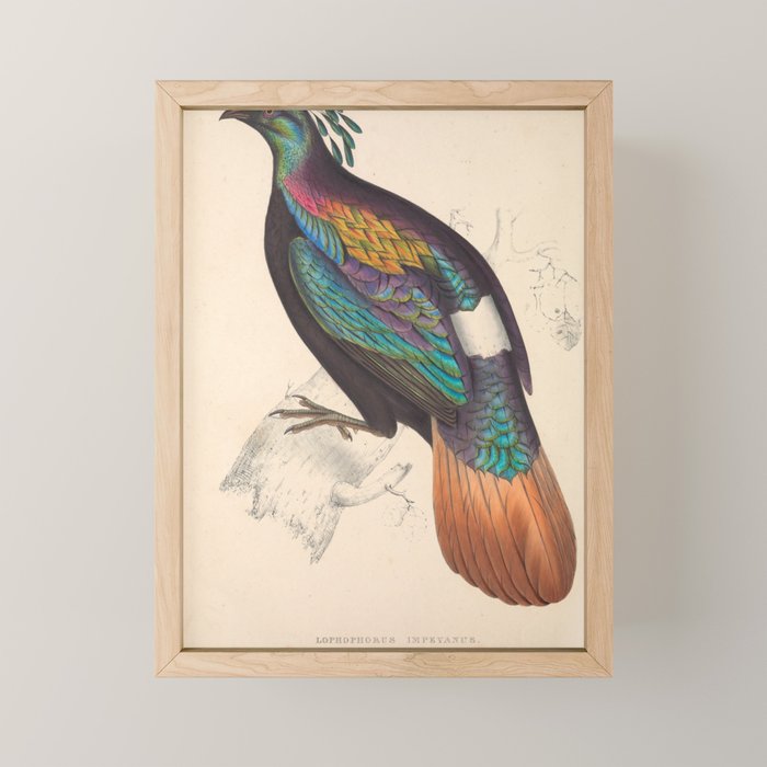 Himalayan monal by Elizabeth Gould from "A Century of Birds from the Himalaya Mountains," 1831 Mini Art Print Gallery Image 1