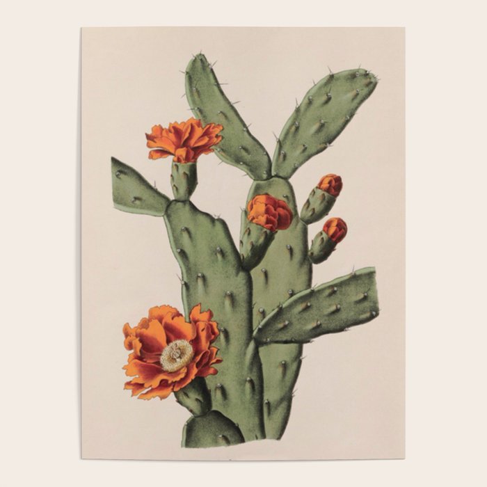 Botanical Cactus Poster Gallery Image 1
