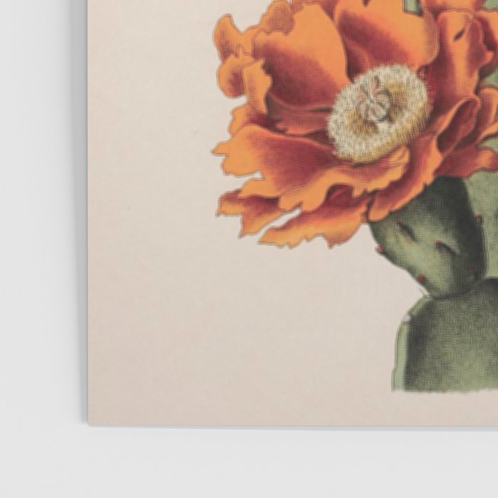 Botanical Cactus Poster Gallery Image 3