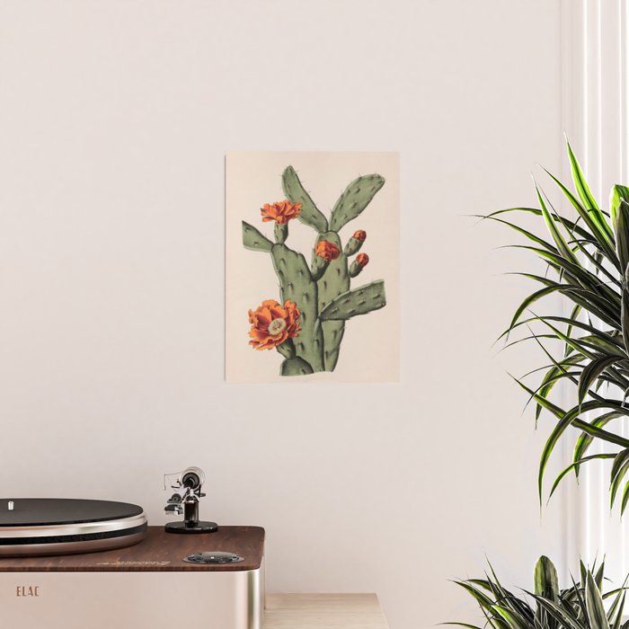 Botanical Cactus Poster Gallery Image 2