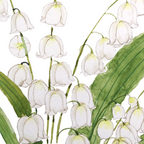 white lily of valley Coffee Mug Gallery Image 2