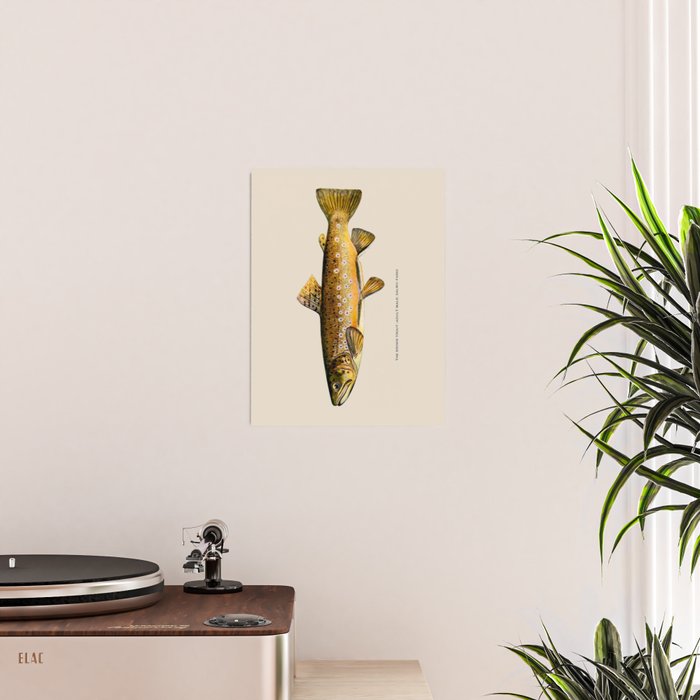 The Brown Trout Poster Gallery Image 2