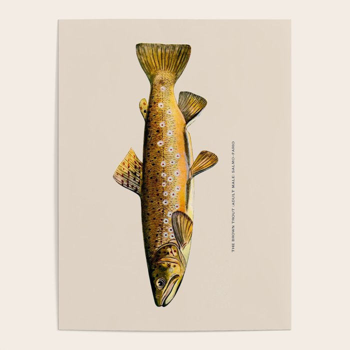 The Brown Trout Poster Gallery Image 1