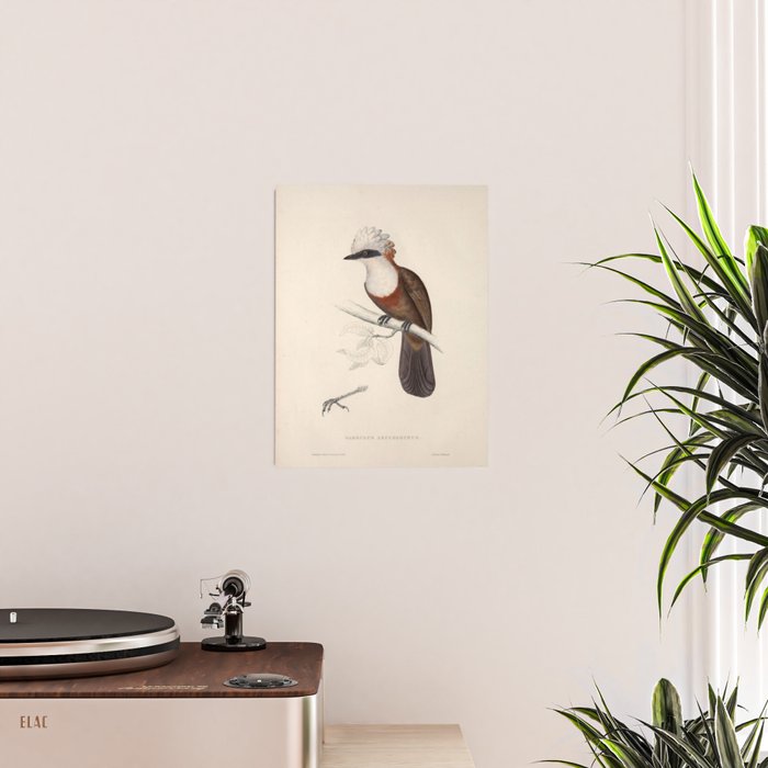 White-crested laughingthrush by Elizabeth Gould, 1831 Poster Gallery Image 2