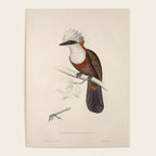 White-crested laughingthrush by Elizabeth Gould, 1831 Poster Gallery Image 4