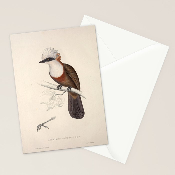 White-crested laughingthrush by Elizabeth Gould, 1831 Stationery Card Gallery Image 2