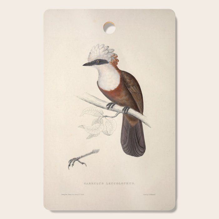 White-crested laughingthrush by Elizabeth Gould, 1831 Cutting Board Gallery Image 1