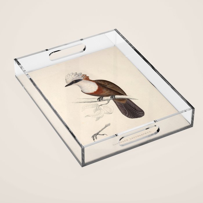 White-crested laughingthrush by Elizabeth Gould, 1831 Acrylic Tray Gallery Image 1