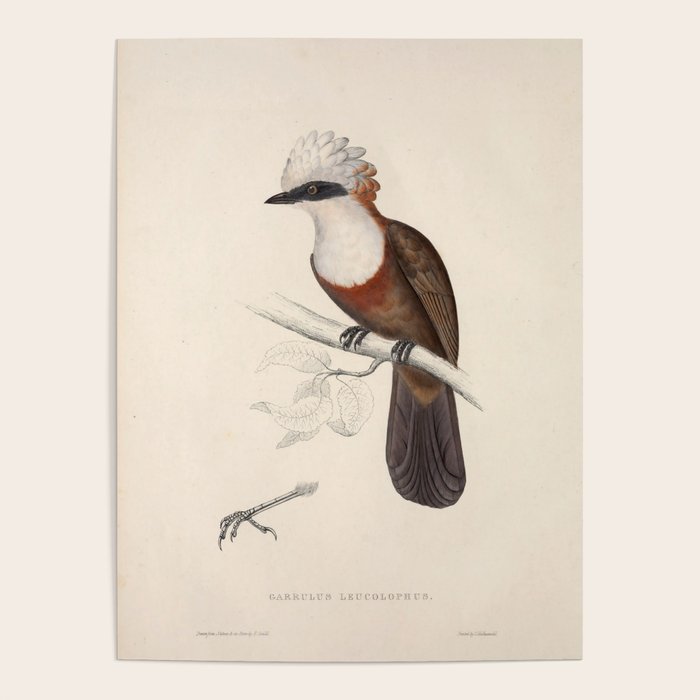 White-crested laughingthrush by Elizabeth Gould, 1831 Poster Gallery Image 1