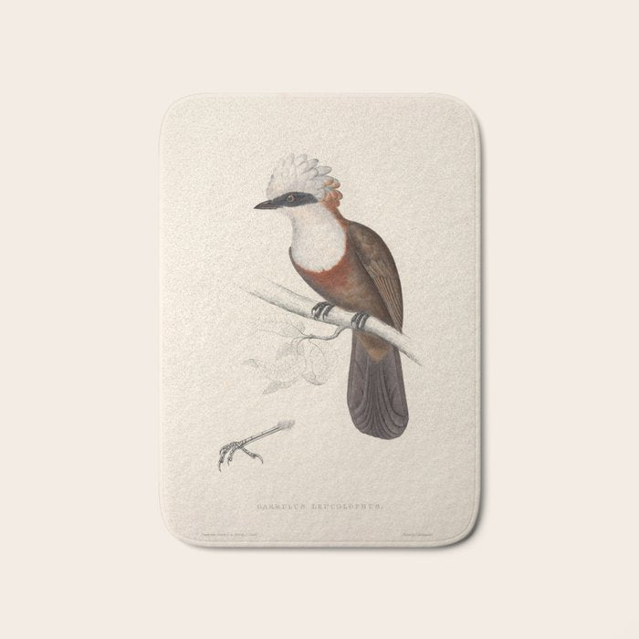 White-crested laughingthrush by Elizabeth Gould, 1831 Bath Mat Gallery Image 1