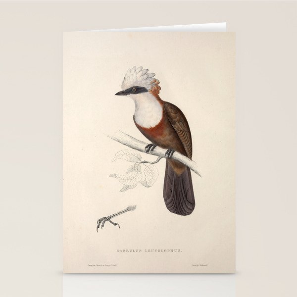 White-crested laughingthrush by Elizabeth Gould, 1831 Stationery Card Gallery Image 1