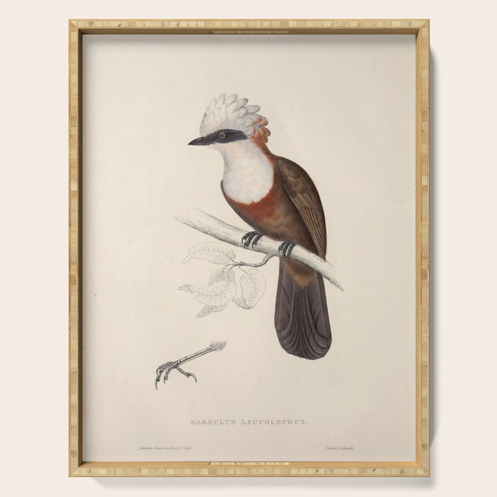 White-crested laughingthrush by Elizabeth Gould, 1831 Serving Tray Gallery Image 1