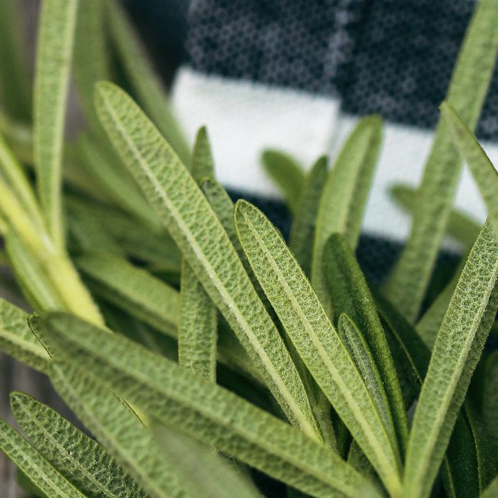 Rosemary Stripe Coffee Mug Gallery Image 2